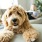 a dog sitting on a couch